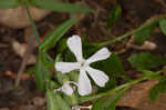 Sticky catchfly